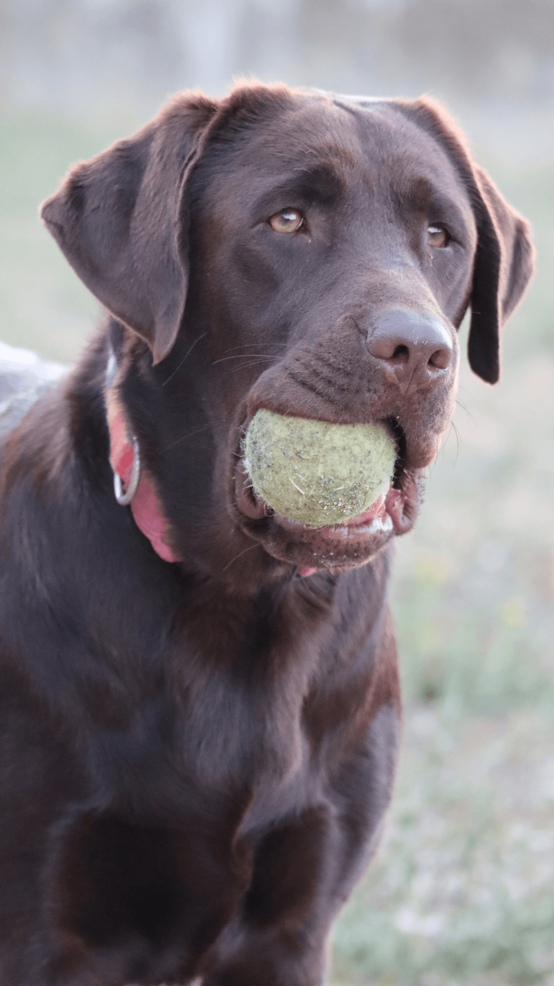 Dog Sweet Dog
